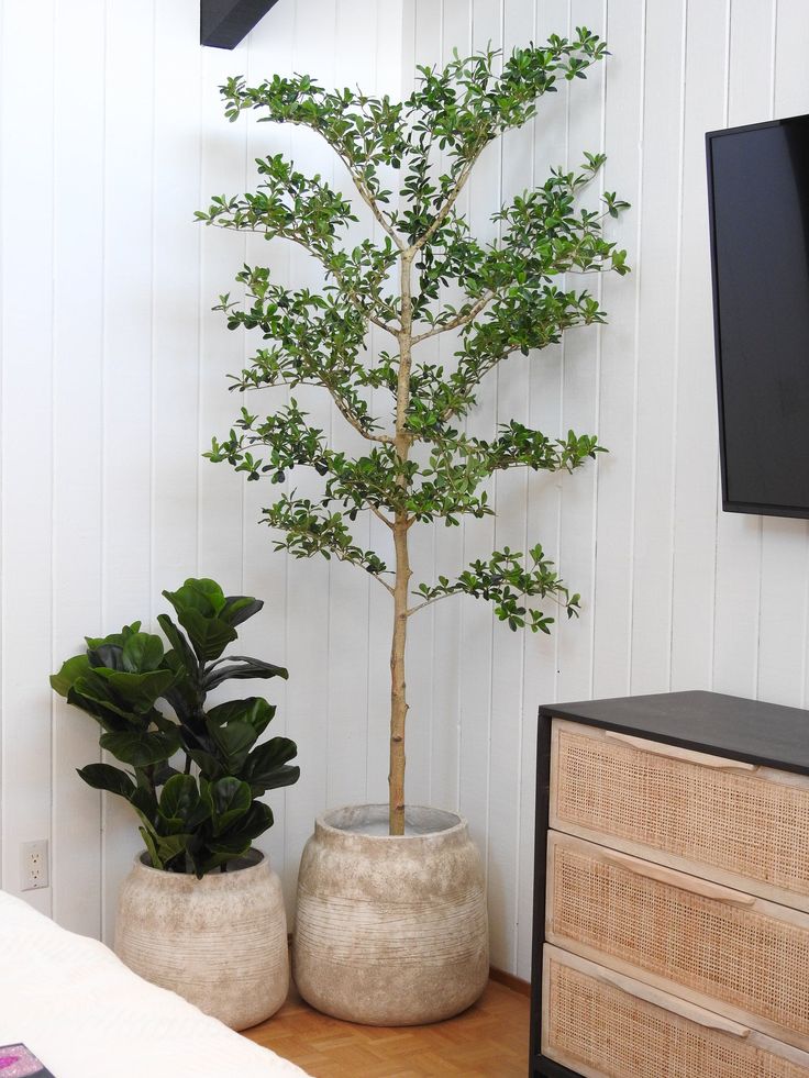Shady Lady Black Olive Tree / 7'